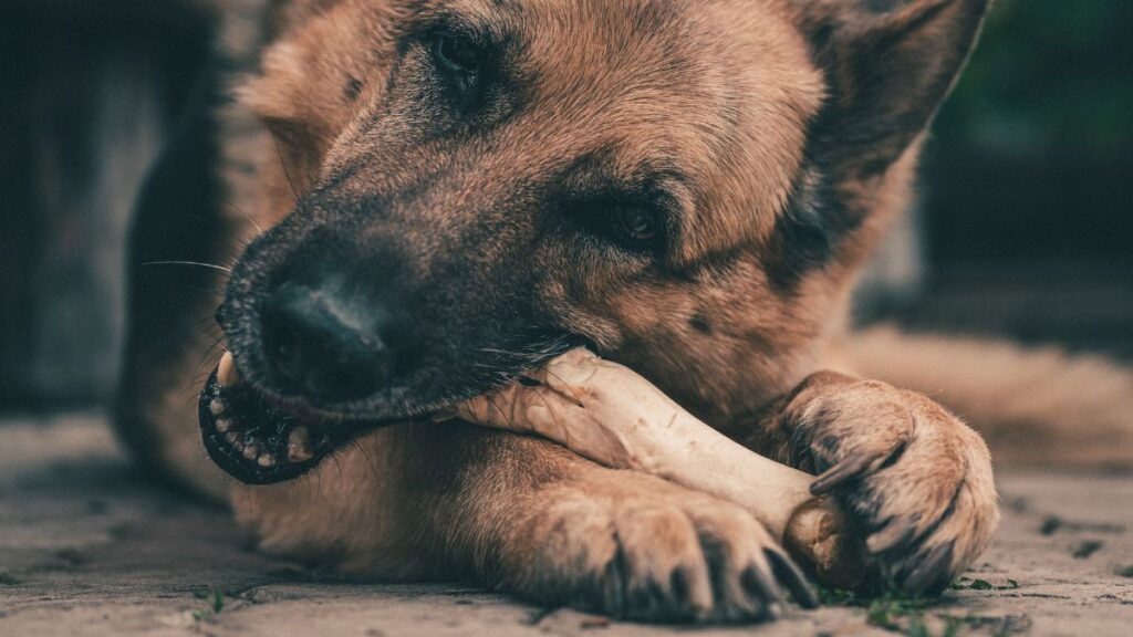 Zijn hondenbotten veilig voor honden om te eten?