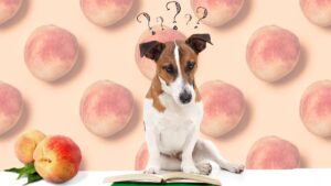 mag een hond perziken eten