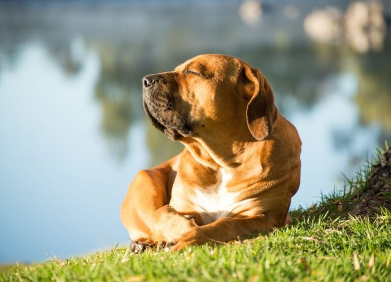 uitlaten van hond in warm weer