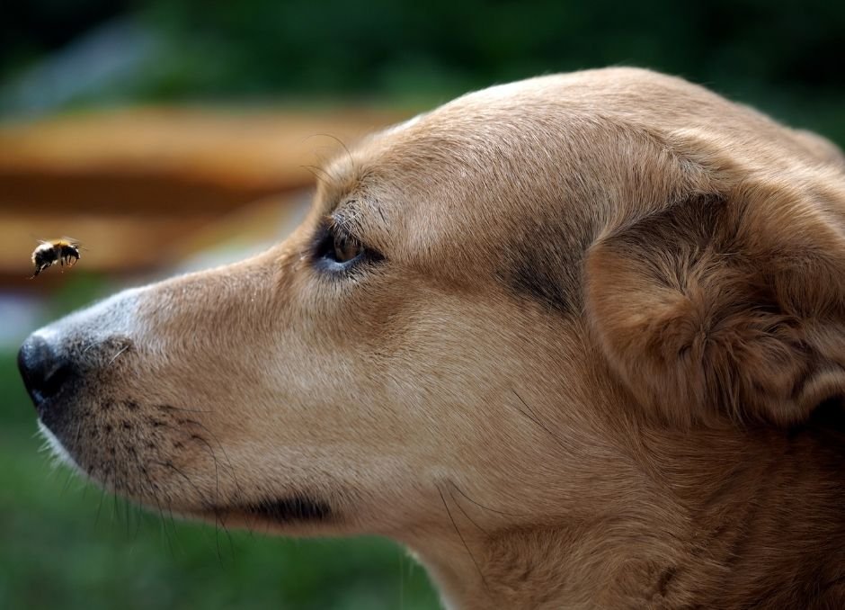  hond gestoken door een bij