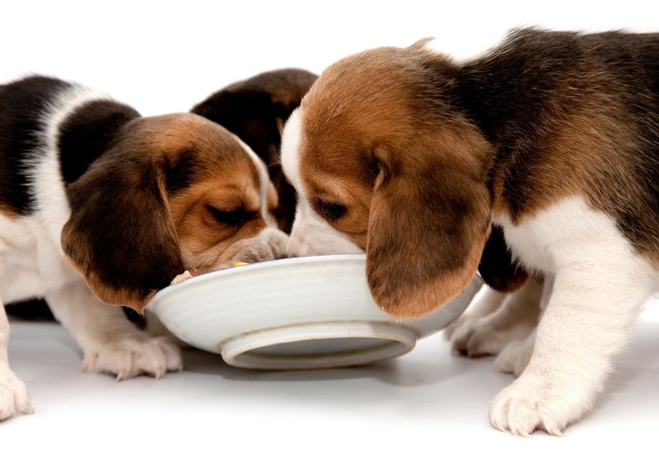 puppyvoer en voeding voor honden