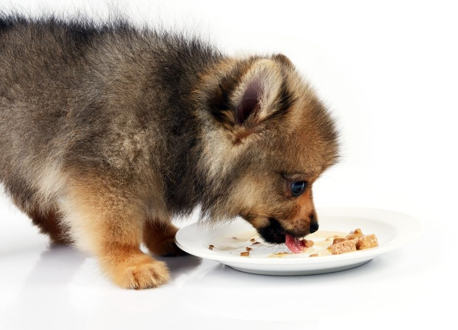 Voeding van Honden en pups
