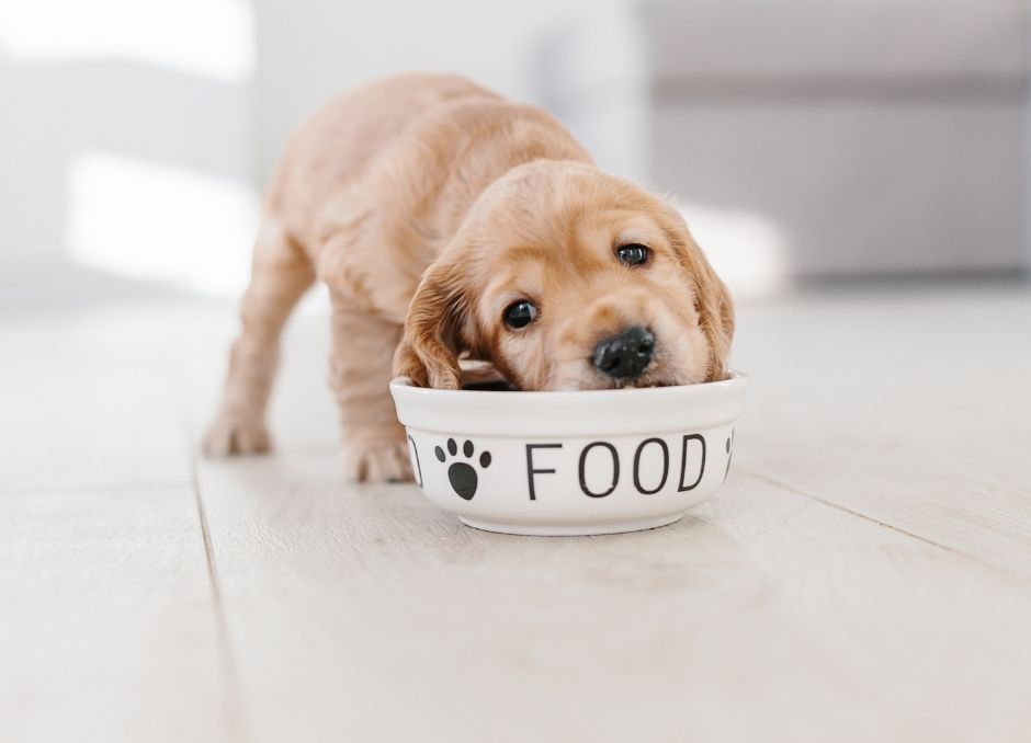puppyvoer Voeding van Honden